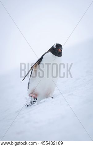 Gentoo Penguin Wobbles Down Slope Through Snow