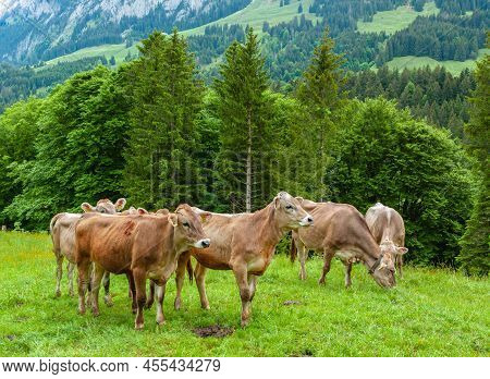 Group Of Cows Graze In The Spring In Ahorn In The Beautiful Green Swiss Mountain Region Of Appenzell
