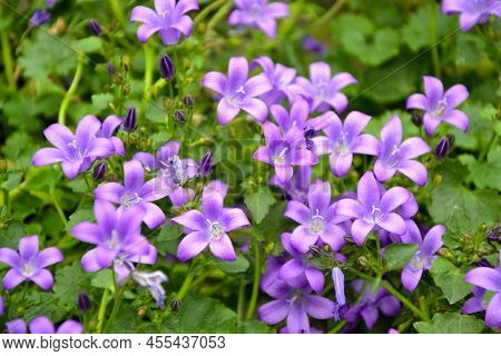 Campanula Bellflowers. Purple Bellflowers. Campanula Violet Blossom. Beautiful Fresh Flowers. Summer