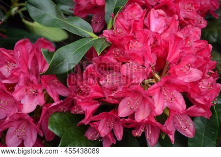 Rhododendron Flowers. Rhododendron Catawbiense Grandiflorum. Wilgens Ruby And Roseum Elegans Blossom
