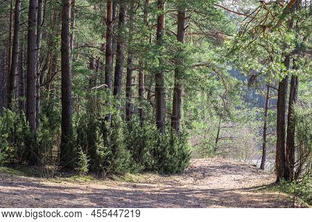 Glade For Camping In A Coniferous Forest In Belarus.
