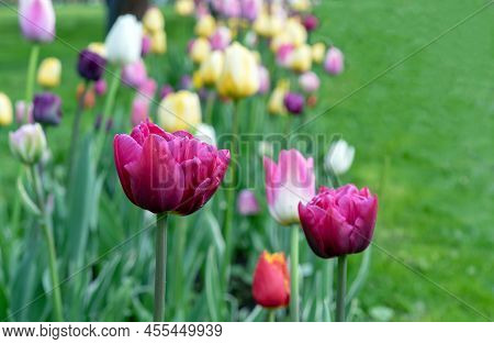 Tulips 