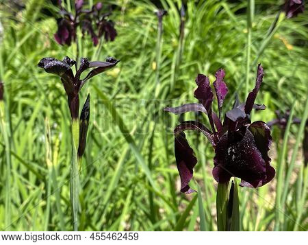 Black Iris (iris Chrysographes), Black-flowered, Siberian Iris, Goldstreifen-schwertlilie Or Gold-ma