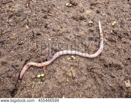 An Earthworm On The Ground. Worms Recycle Plant Waste Into A Rich Soil Improver. Worm For Fishing De
