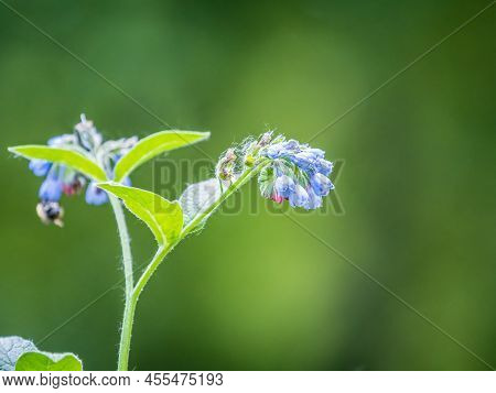 Beautiful Blue Flowers Of Symphytum Caucasicum, Also Known As Caucasian Comfrey, Blooming In Spring
