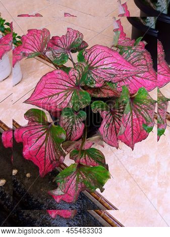 Photo Of The Scene In The Morning Using Kenanga Leaf Objects And Panoramic Sunrise, With The Help Of