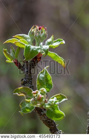 White Flower And Pink Bud On Apple Tree. Blooming Apple Tree In Spring.