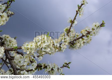 The White Plum Blossom Is The Flower Representing The Early Spring