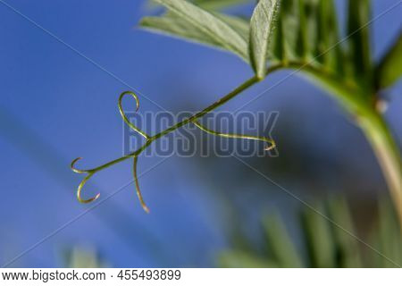 Vicia Lutea - Smooth Yellow Vetch. Spring Wildflowers On A Sunny Day In The Meadow