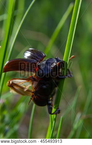 A Black Beetle With A Long Horn In A Natural Enviroment. Scarabaeidae Family. Copris Hispanus