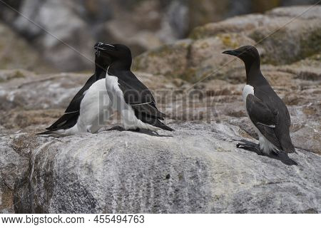 Pair Of Razorbill (alca Torda) And Guillemot (uria Aalge) On A Cliff On Great Saltee Island Off The 