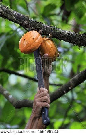 Cocoa Plantation In Southern Bahia