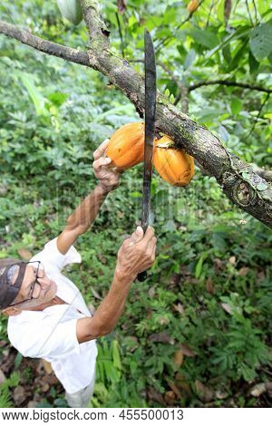 Cocoa Plantation In Southern Bahia