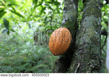 Cocoa Plantation In Southern Bahia