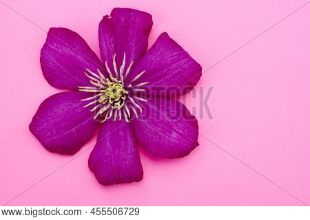 Flowering Pink Clematis Hybrida . Flowers On A Pink Background. Beautiful Purple Flowering .clematis