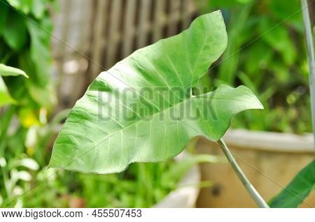 Xanthosoma Sagittifolium, Malanga Or Xanthosoma Or Colocasia Plant
