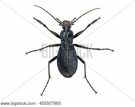 The Blue Ground Beetle, Carabus Intricatus, Isolated On White Background, Top View