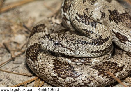 A Close Up Of A Gray Ratsnake - Pantherophis Spiloides