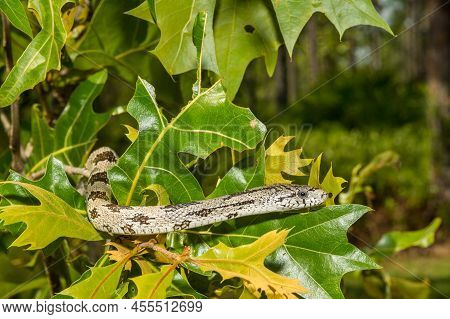 A Close Up Of A Gray Ratsnake - Pantherophis Spiloides