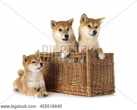 Shiba Inus In Front Of White Background
