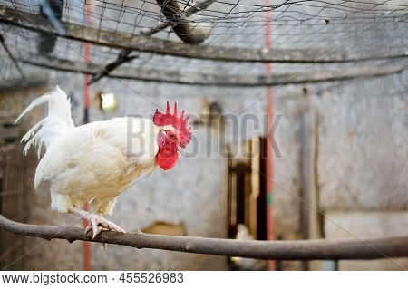 Rooster Is In The Farm Chicken Coop. Floor Cage Free Chickens Is Trend Of Modern Poultry Farming. Sm