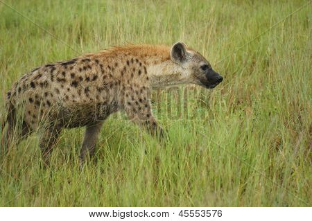 hyena