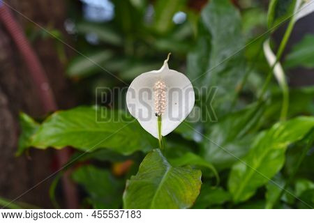 Spathiphyllum Cochlearispathum Commonly Called Peace Lily Growing In Vietnam
