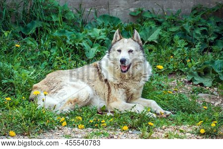 East Siberian Laika (a Cousin Of A Husky) Is Lying On The Grass Wiht Open Mouth. Laikas Are Used As 