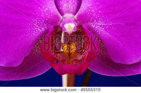 Orchis blomst