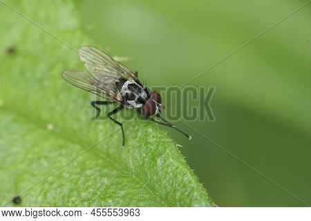 Closeup On A Grey Black Patterned Fly, Anthomyia Procellaris, Sitting On A Green Leaf In The Field