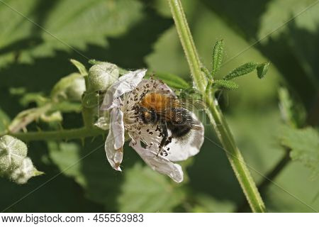 Closeup On A Tree Bumblebee, Bombus Hypnorum, Sipping Nectar From A White Brambleberry Flower, Rubus