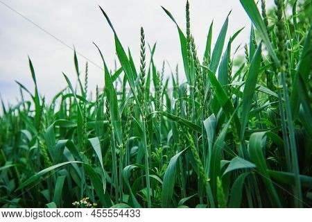 Food Crisis And World Hunger Concept, Green Field With Wheat Ears, Growing Wheat Sprouts Closeup, Ha