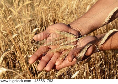 Ripe Wheat Ears In Farmer's Hands, Grain Harvest In Wheat Field, Food Crisis
