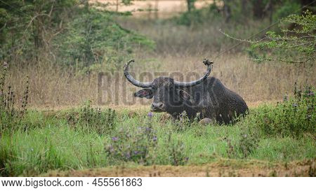 Long-horned Wild Water Buffalo Resting In The Grass Field After A Mud Bathe. Siting And Watchful Of 