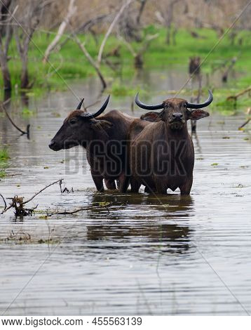 Pair Of Asian Wild Water Buffaloes Standing In The Marsh Waters And Looking At The Camera, Yala Nati