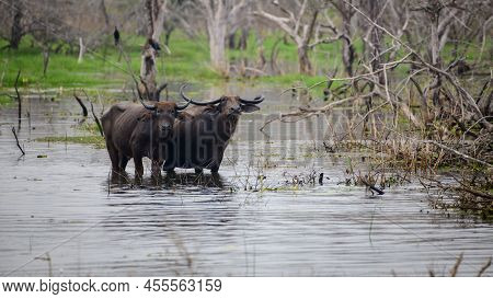 Pair Of Asian Wild Water Buffaloes Standing In The Marsh Waters And Looking At The Camera, Yala Nati
