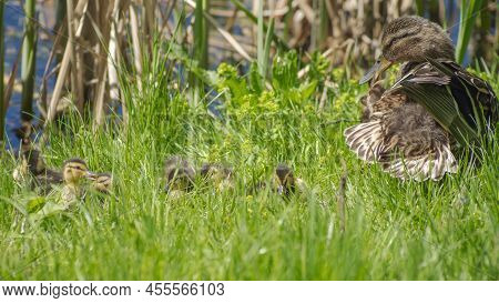 Little Ducklings With Mom Duck In Green Grass. Breeding Season In Wild Ducks. Duck With Chicks. Fluf