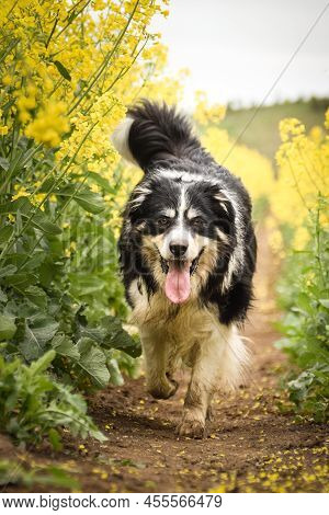 Border Collie Is Running In Yellow Colza. He Is Running For His Breader