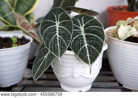 Beautiful Ornamental Plant Known As Black Velvet Alocasia