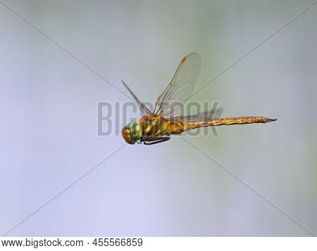 A Green Eyed Hawker Dragonfly (aeshna Isoceles) In Flight, Sunny Day In Springtime, Vienna (austria)