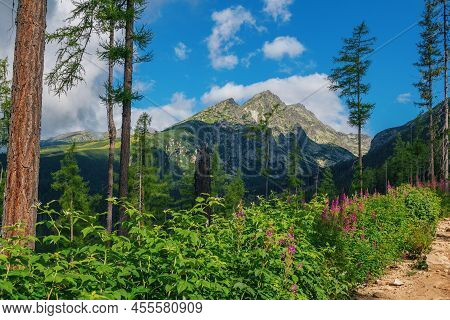 Beautiful Summer Landscape - Mountains, Lush Forest, Pink Fireweed Or Elobium Flowers And White Clou