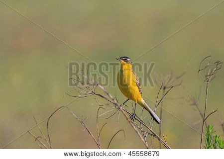 Cutrettola Warble