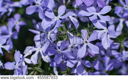 Phlox Subulate. Beautiful Blue Plant With Dense Flowering. Carpet Flowers. The Texture Of Phlox Subu