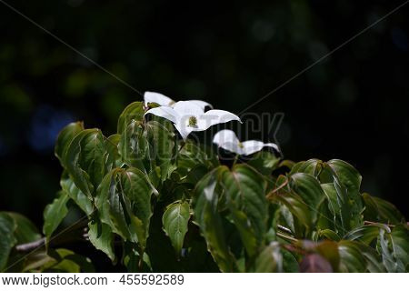 Cornus Kousa (japanese Flowering Dogwood) Flowers. Cornaceae Deciduous Tree. The Flowering Season Is