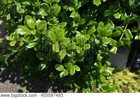 Ilex Cornuta (chinese Holly) Leaves. Aquifoliaceae Dioecious Evergreen Shrub. The Leaves Have Large 