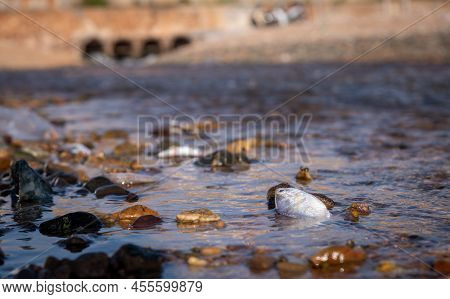 Many fishes dead on sea shore affection from factory industry release black waste water make polluti