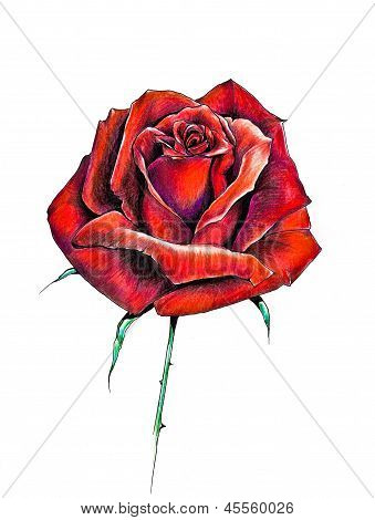 Rose