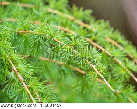 Young Branches Of Larch. Closeup Of Green Larch Young Needles. Larix Sibirica, The Siberian Larch Or