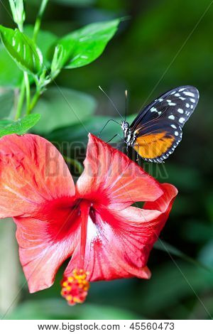 Heliconius Hecale