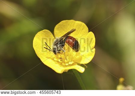 Closeup On A Male Red Girdled Nomad Bee, Andrena Labiata Drinking Nectar From Yellow Buttercup Flowe